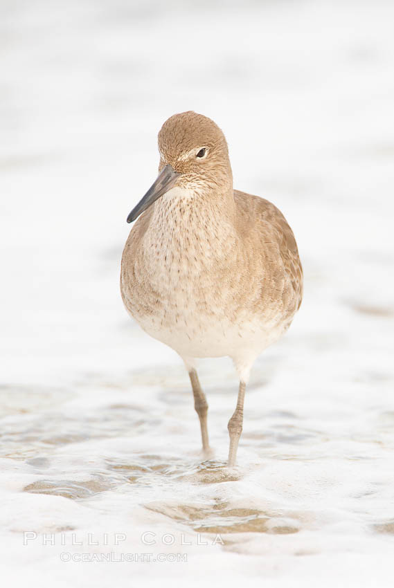 Willet on sand. La Jolla, California, USA, Catoptrophurus semipalmatus, natural history stock photograph, photo id 18422