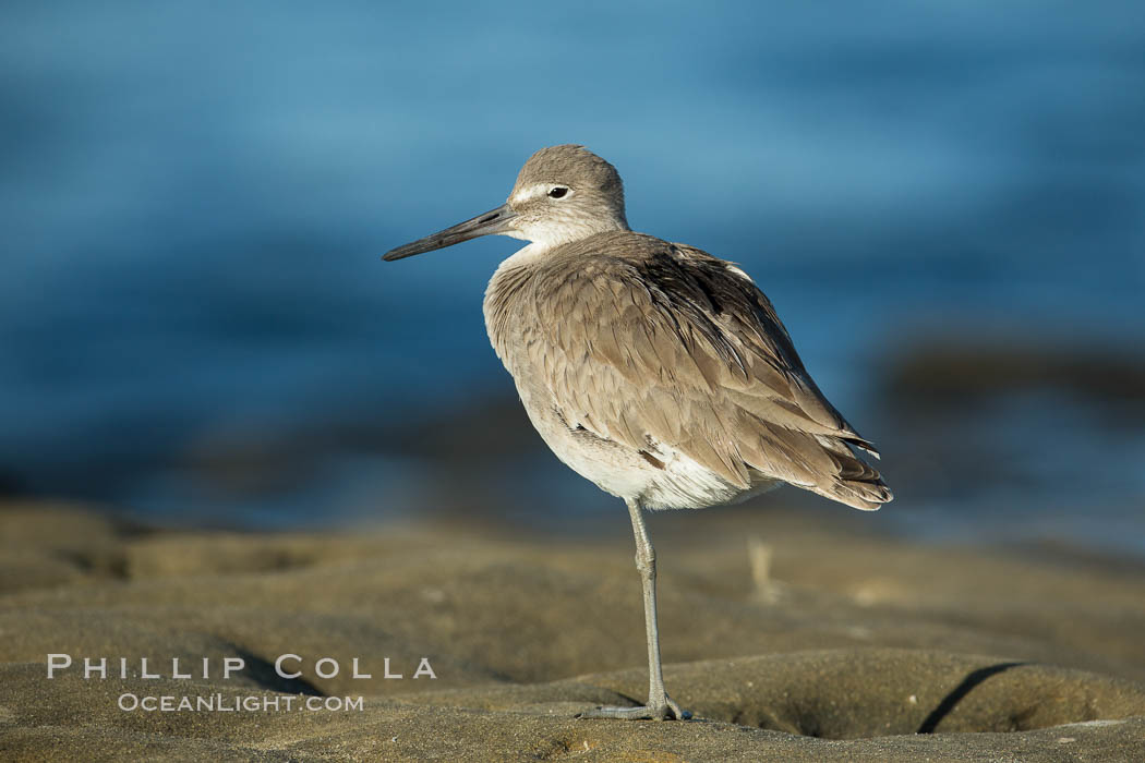 Willet, La Jolla. California, USA, Catoptrophorus semipalmatus, natural history stock photograph, photo id 30388