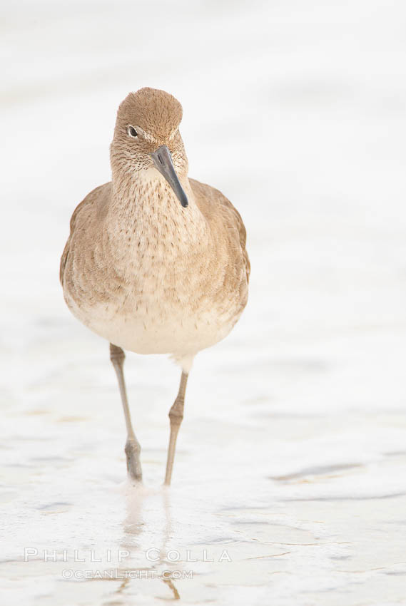 Willet on sand. La Jolla, California, USA, Catoptrophurus semipalmatus, natural history stock photograph, photo id 18425