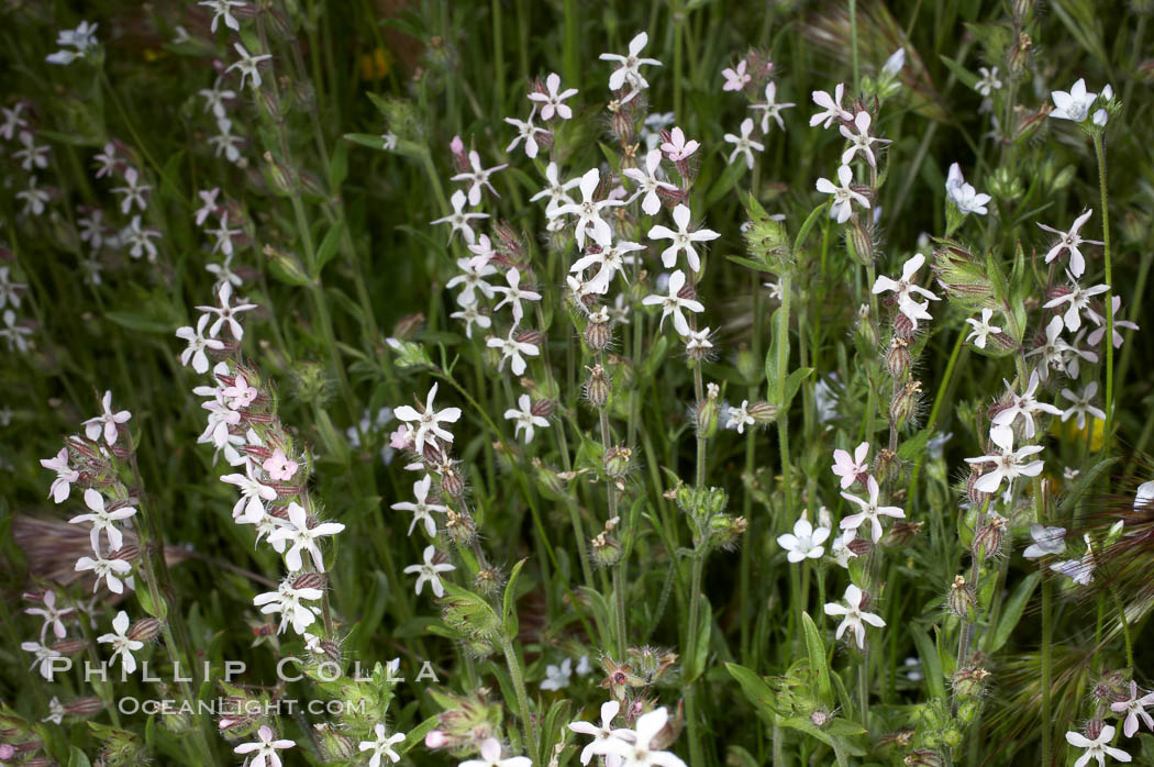 Windmill pink blooms in spring, Batiquitos Lagoon, Carlsbad. California, USA, Silene gallica, natural history stock photograph, photo id 11462