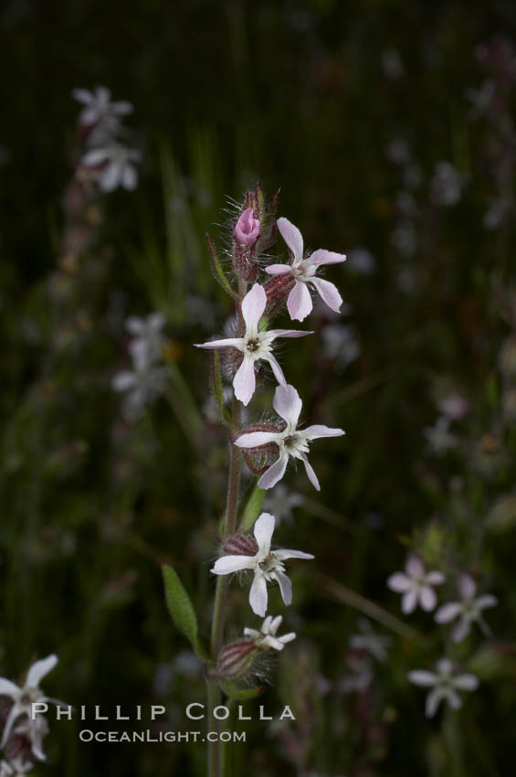 Windmill pink blooms in spring, Batiquitos Lagoon, Carlsbad. California, USA, Silene gallica, natural history stock photograph, photo id 11468