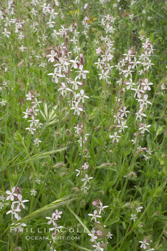 Windmill pink blooms in spring, Batiquitos Lagoon, Carlsbad. California, USA, Silene gallica, natural history stock photograph, photo id 11471