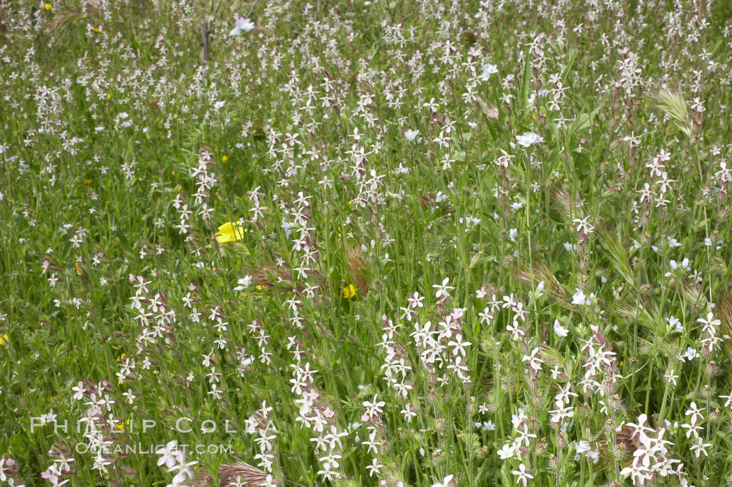 Windmill pink blooms in spring, Batiquitos Lagoon, Carlsbad. California, USA, Silene gallica, natural history stock photograph, photo id 11465