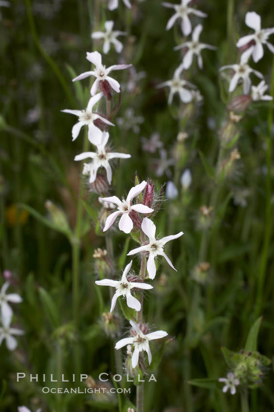 Windmill pink blooms in spring, Batiquitos Lagoon, Carlsbad. California, USA, Silene gallica, natural history stock photograph, photo id 11463