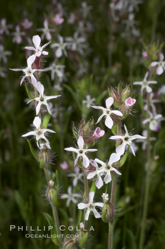 Windmill pink blooms in spring, Batiquitos Lagoon, Carlsbad. California, USA, Silene gallica, natural history stock photograph, photo id 11469