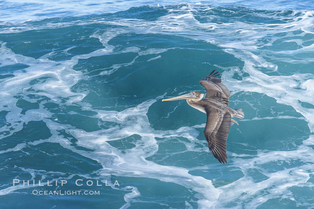 Windsurfing California Brown Pelican, La Jolla. USA, Pelecanus occidentalis, Pelecanus occidentalis californicus, natural history stock photograph, photo id 37646