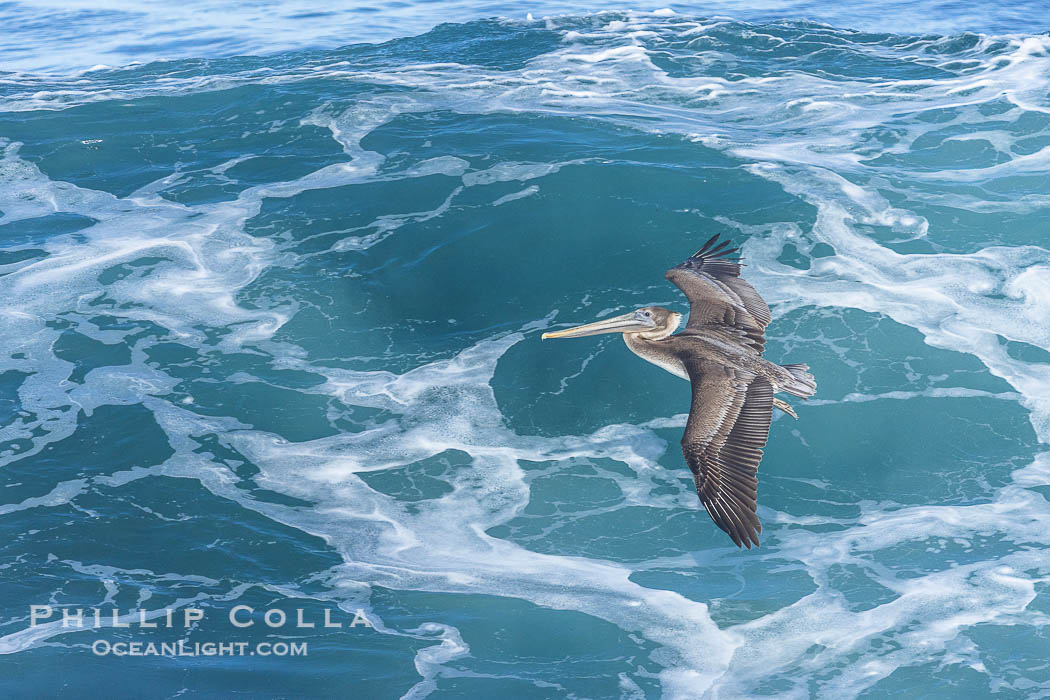 Windsurfing California Brown Pelican, La Jolla., Pelecanus occidentalis, Pelecanus occidentalis californicus, natural history stock photograph, photo id 37646