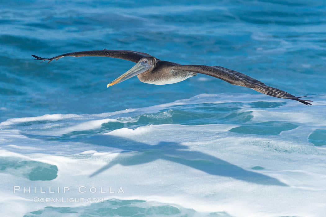 Windsurfing California Brown Pelican, La Jolla. USA, Pelecanus occidentalis, Pelecanus occidentalis californicus, natural history stock photograph, photo id 37648