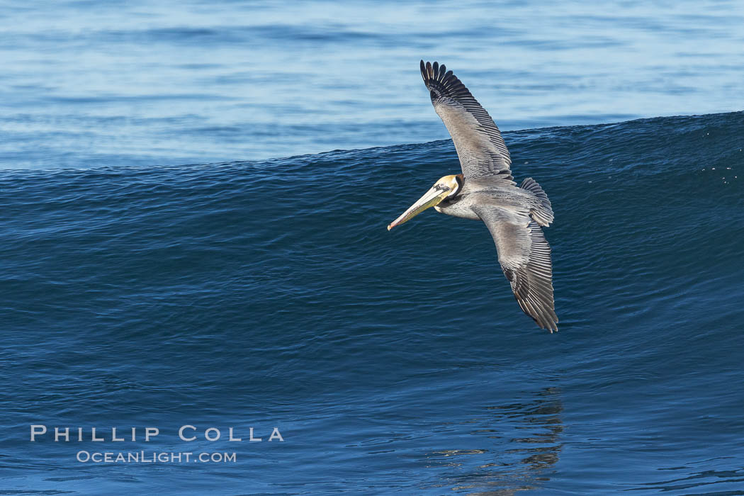 Windsurfing California Brown Pelican, La Jolla. USA, Pelecanus occidentalis, Pelecanus occidentalis californicus, natural history stock photograph, photo id 37672