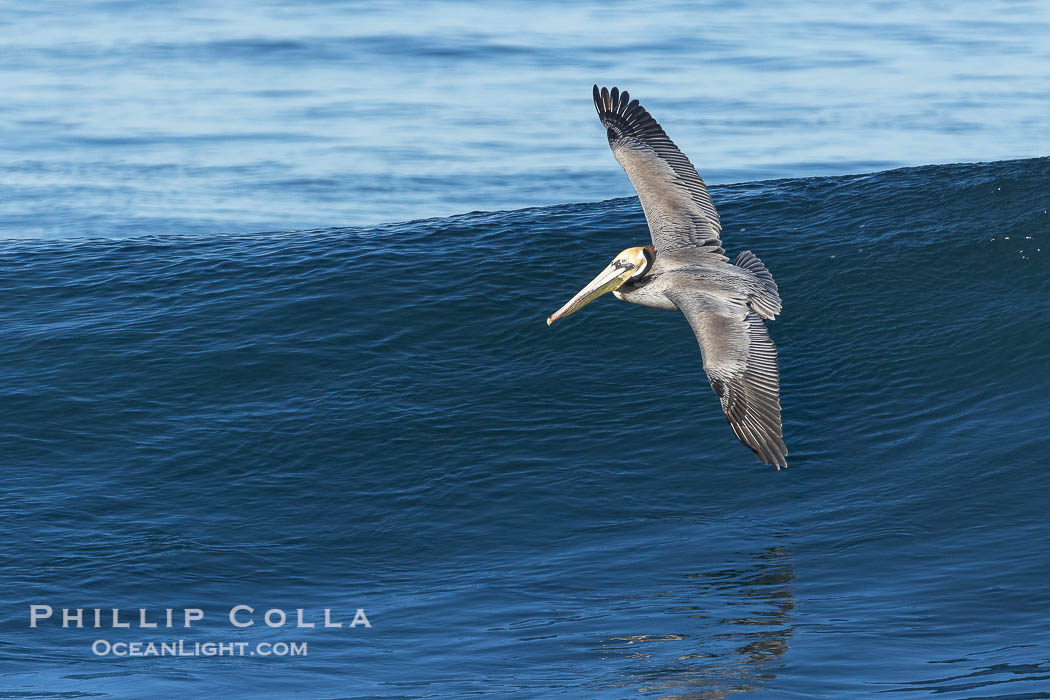 Windsurfing California Brown Pelican, La Jolla., Pelecanus occidentalis, Pelecanus occidentalis californicus, natural history stock photograph, photo id 37672