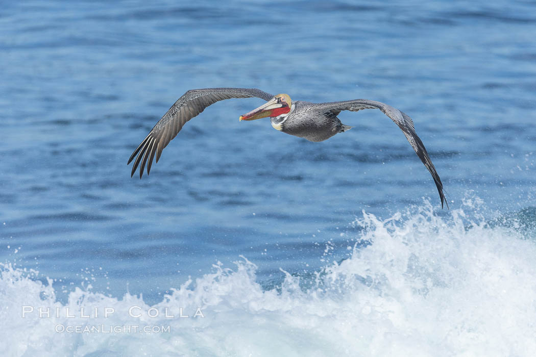 Windsurfing California Brown Pelican, La Jolla. USA, Pelecanus occidentalis, Pelecanus occidentalis californicus, natural history stock photograph, photo id 37647