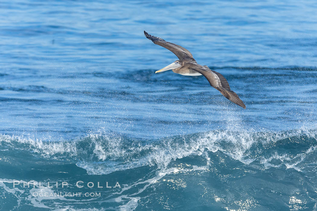 Windsurfing California Brown Pelican, La Jolla. USA, Pelecanus occidentalis, Pelecanus occidentalis californicus, natural history stock photograph, photo id 37649