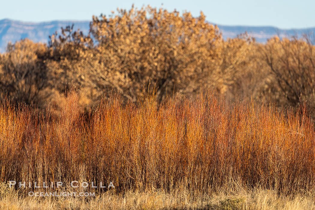Winter Foliage and Late Afternoon Landscape, Bosque del Apache National Wildlife Refuge. Socorro, New Mexico, USA, natural history stock photograph, photo id 39924