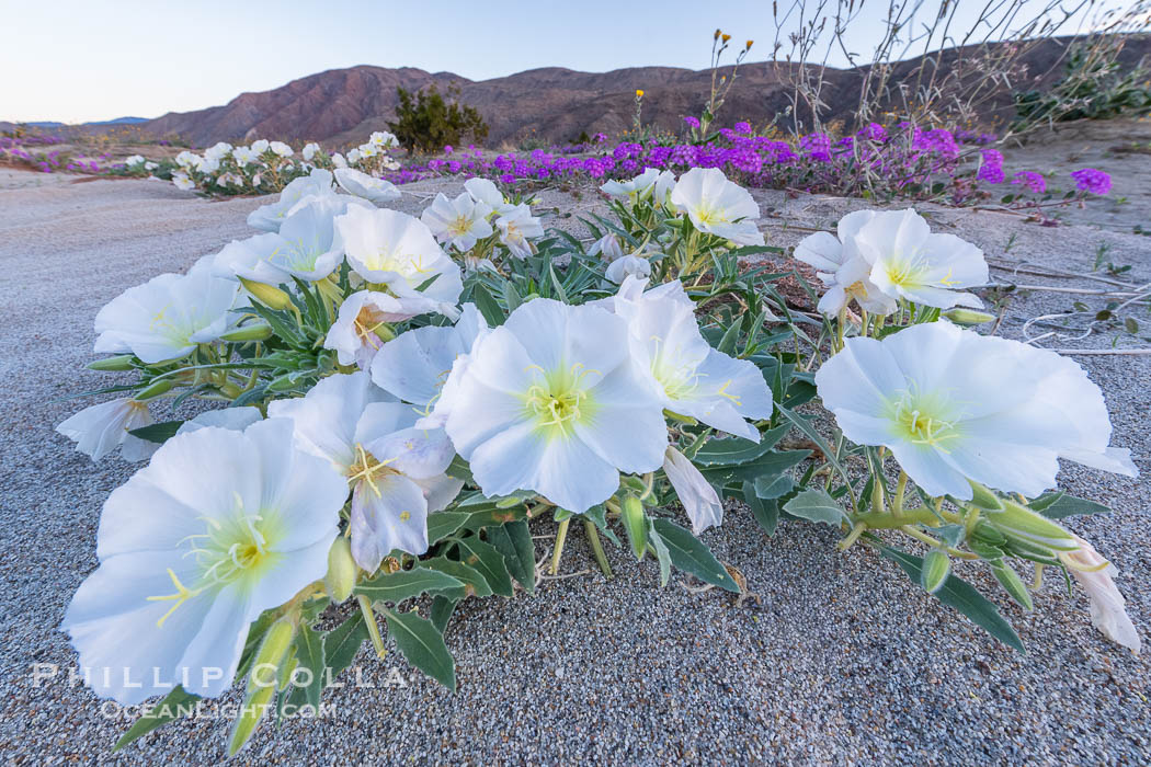 Winter Wildflowers Bloom in an Colorful Bouquet in Anza Borrego Desert State Park. Dune evening primrose (white) is mixed with sand verbena (purple) near Henderson Canyon Road. Sunrise light barely illuminating the flowers, Oenothera deltoides
