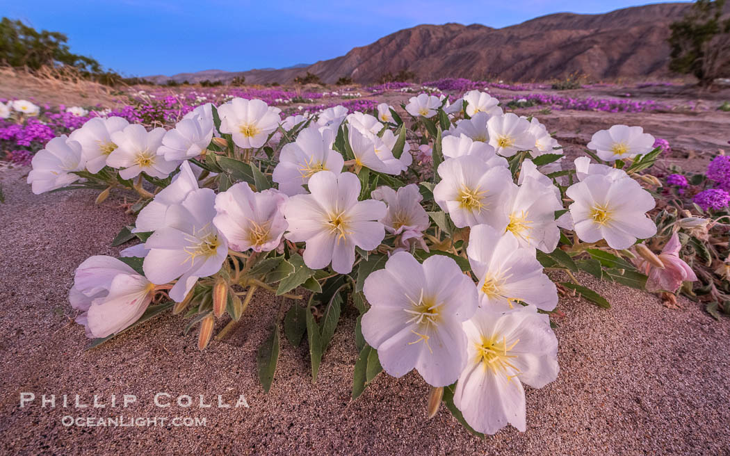 Winter Wildflowers Bloom in an Colorful Bouquet in Anza Borrego Desert State Park. Dune evening primrose (white) is mixed with sand verbena (purple) near Henderson Canyon Road. Sunrise light barely illuminating the flowers, Oenothera deltoides
