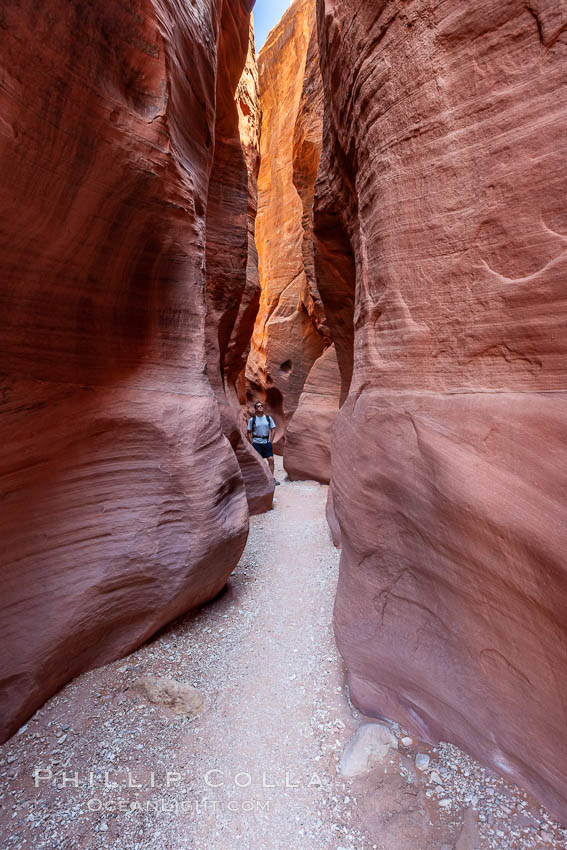 A hiker walking through the Wire Pass narrows.  This exceedingly narrow slot canyon, in some places only two feet wide, is formed by water erosion which cuts slots deep into the surrounding sandstone plateau. Paria Canyon-Vermilion Cliffs Wilderness, Arizona, USA, natural history stock photograph, photo id 20714