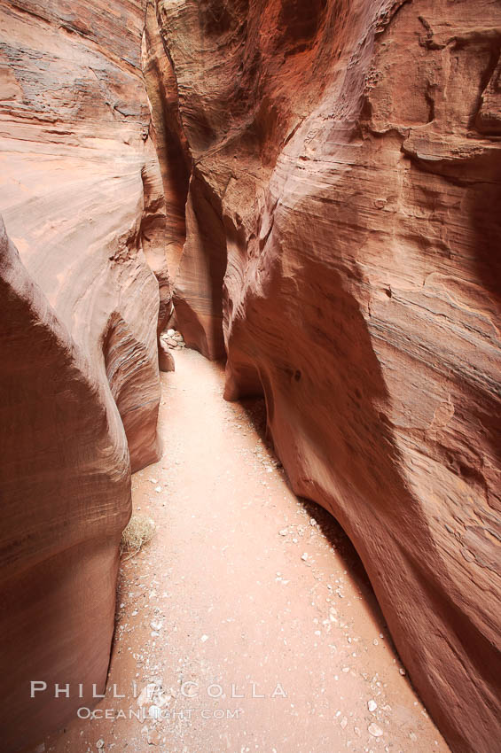 The Wire Pass narrows.  This exceedingly narrow slot canyon, in some places only two feet wide, is formed by water erosion which cuts slots deep into the surrounding sandstone plateau. Paria Canyon-Vermilion Cliffs Wilderness, Arizona, USA, natural history stock photograph, photo id 20726