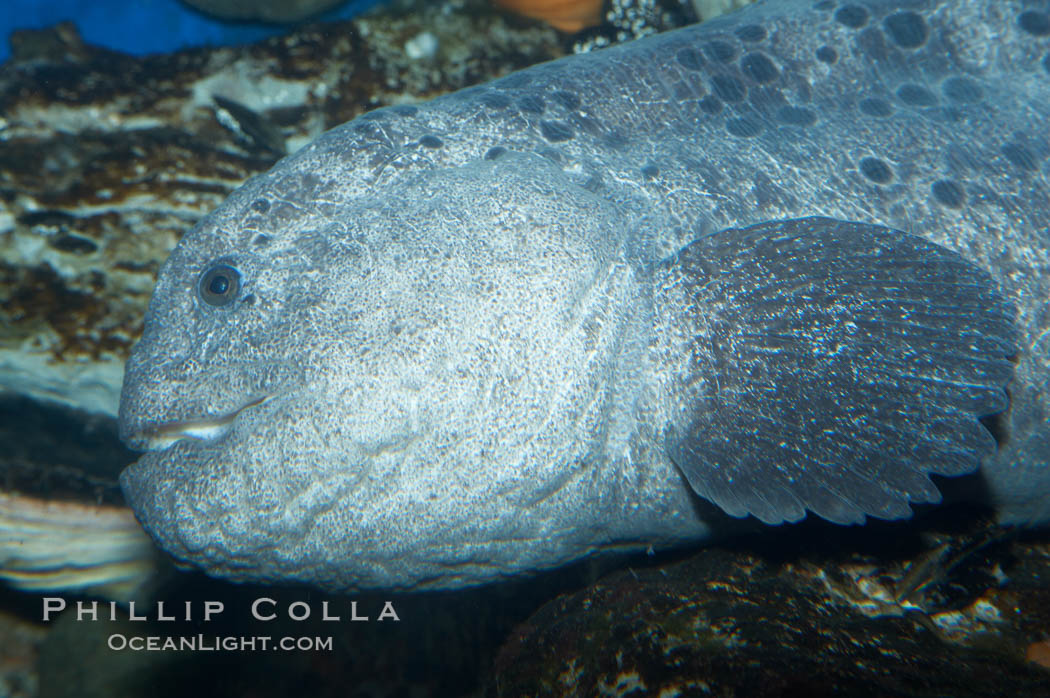 Wolf eel, although similar in shape to eels, is cartilaginous and not a true fish.  Its powerful jaws can crush invertibrates, such as spiny sea urchins.  It can grow to 6 feet (2m) in length., Anarrhichthys ocellatus, natural history stock photograph, photo id 11848