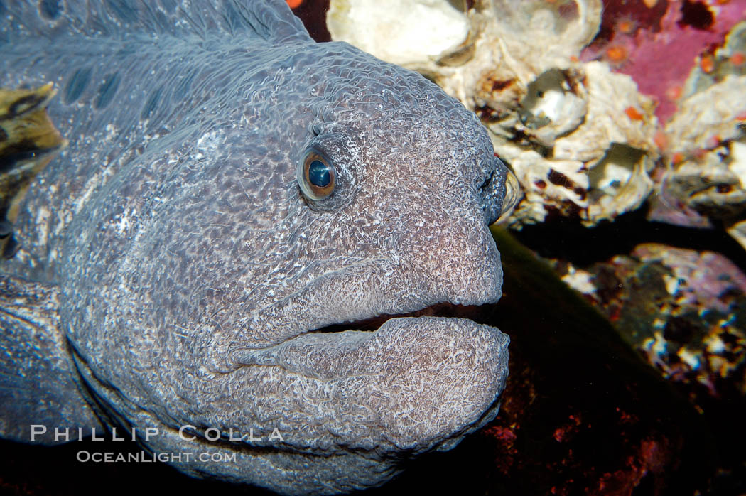 Wolf eel, although similar in shape to eels, is cartilaginous and not a true fish.  Its powerful jaws can crush invertibrates, such as spiny sea urchins.  It can grow to 6 feet (2m) in length., Anarrhichthys ocellatus, natural history stock photograph, photo id 09835