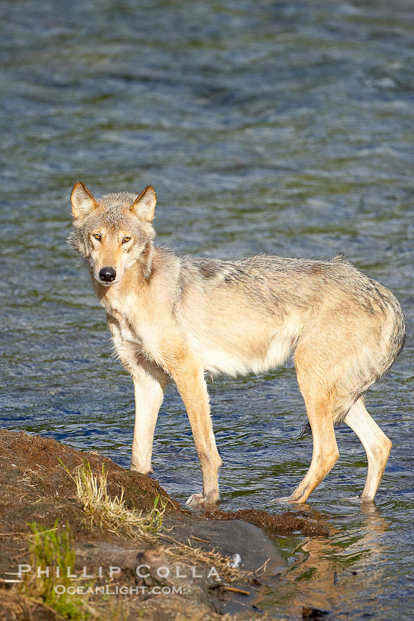 Wolf., natural history stock photograph, photo id 16982
