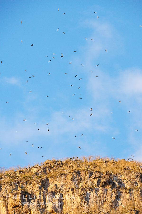 Wolf Island seacliffs, home to many seabirds., natural history stock photograph, photo id 16637