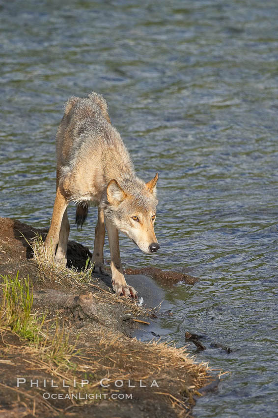 Wolf. Brooks River, Katmai National Park, Alaska, USA, natural history stock photograph, photo id 16983