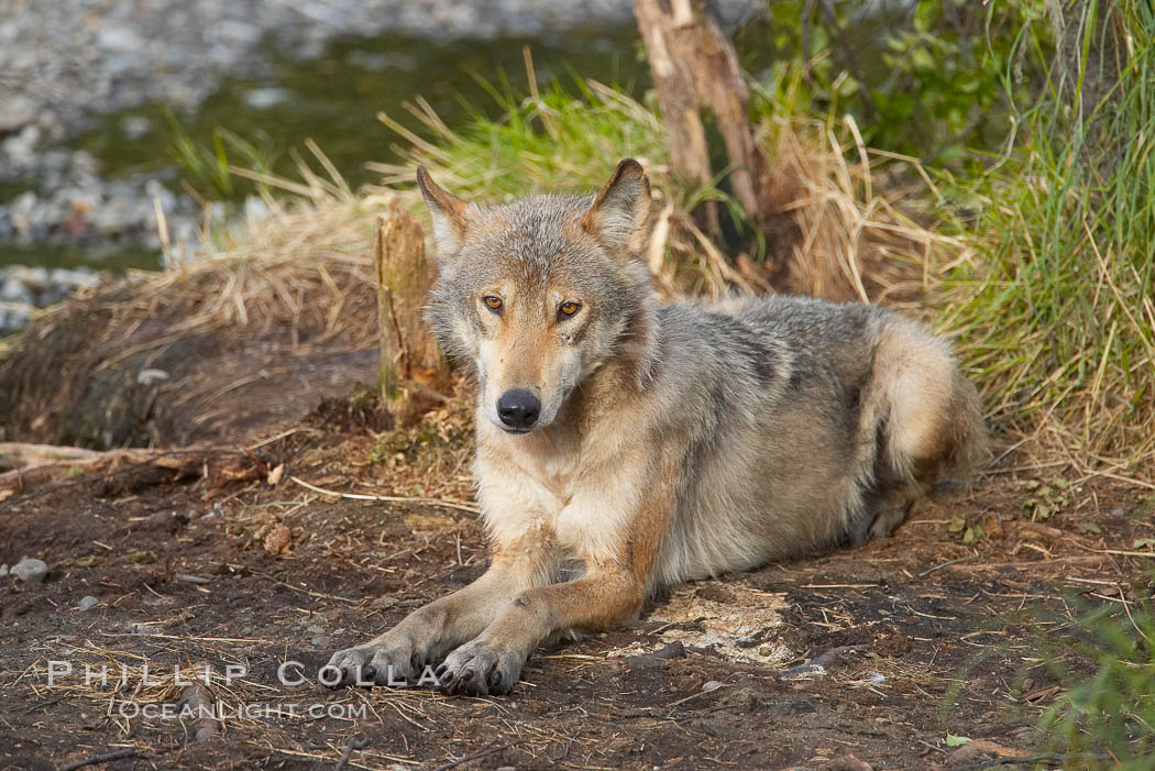 Wolf. Brooks River, Katmai National Park, Alaska, USA, natural history stock photograph, photo id 16981