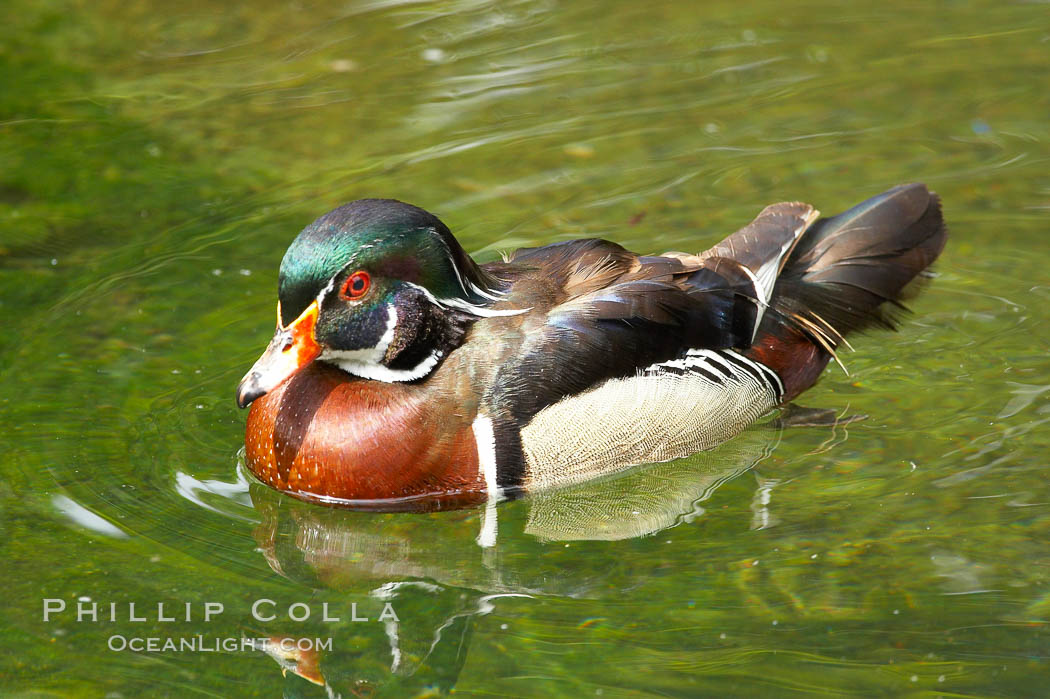 Wood duck., Aix sponsa, natural history stock photograph, photo id 12530