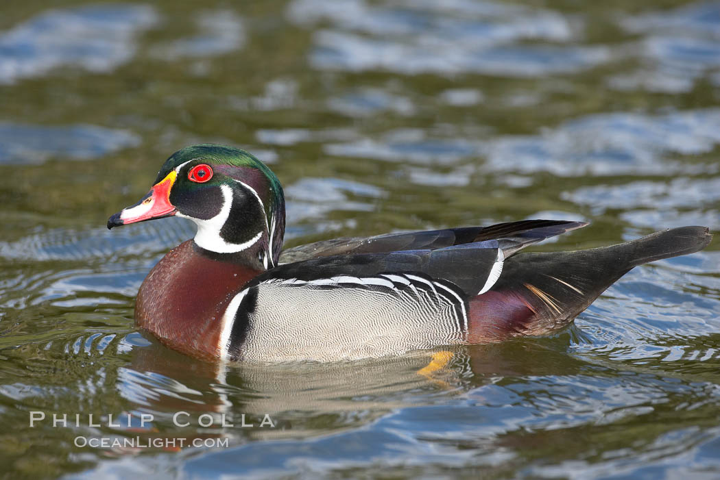 Wood duck, male. Santee Lakes, California, USA, Aix sponsa, natural history stock photograph, photo id 15700