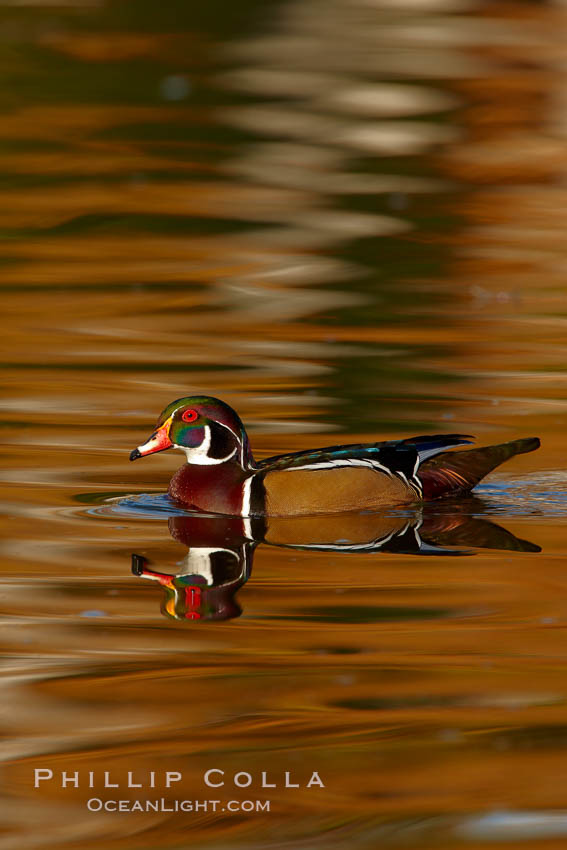 Wood duck, male. Santee Lakes, California, USA, Aix sponsa, natural history stock photograph, photo id 23401