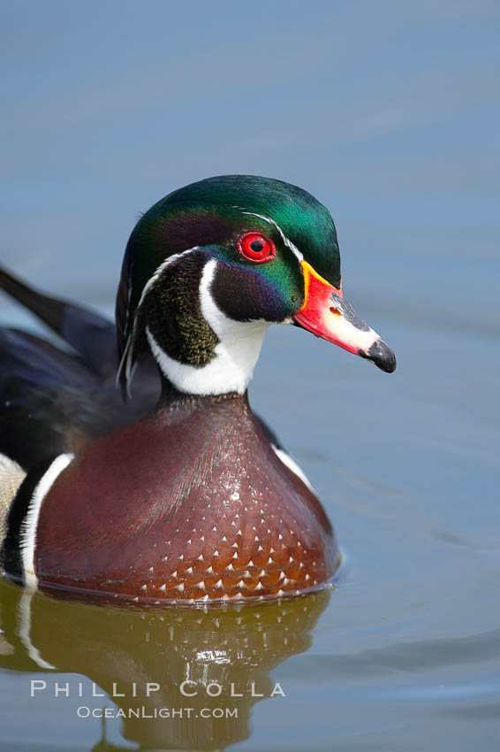 Wood duck, male. Santee Lakes, California, USA, Aix sponsa, natural history stock photograph, photo id 15693