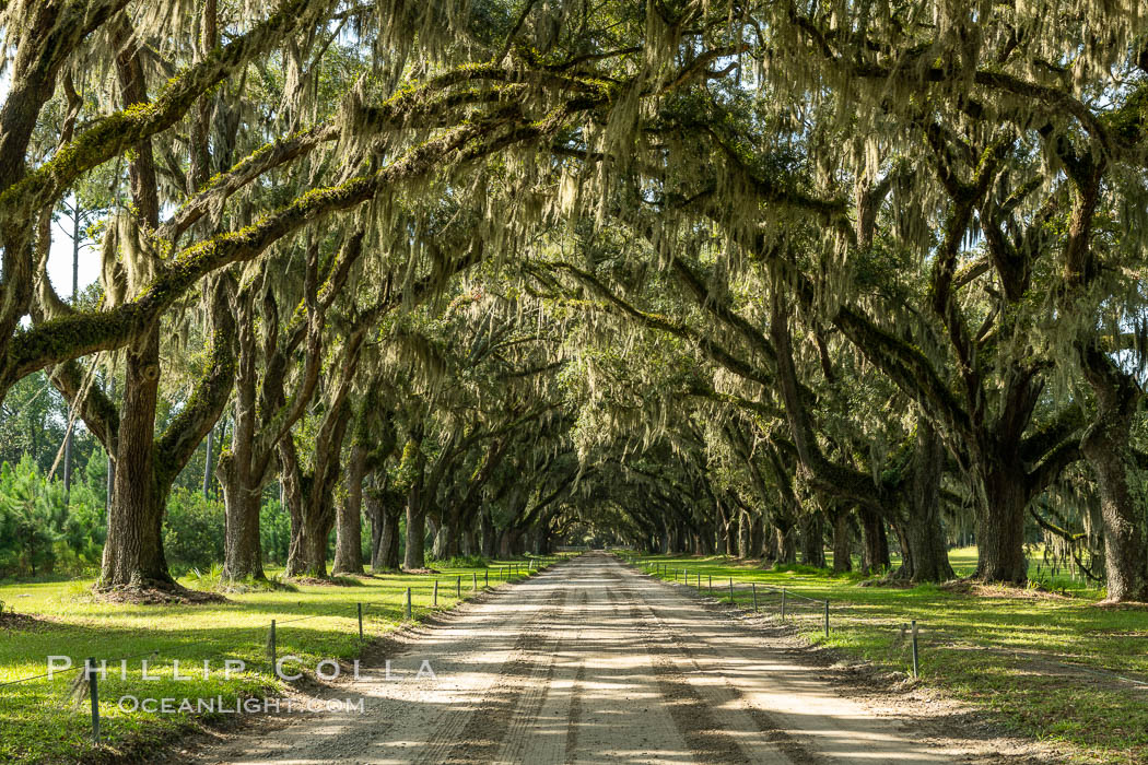Southern Live Oaks form a long shaded Oak Alley at Wormsloe Plantation, Savannah, Georgia. Wormsloe State Historic Site. USA, Quercus virginiana, natural history stock photograph, photo id 37386
