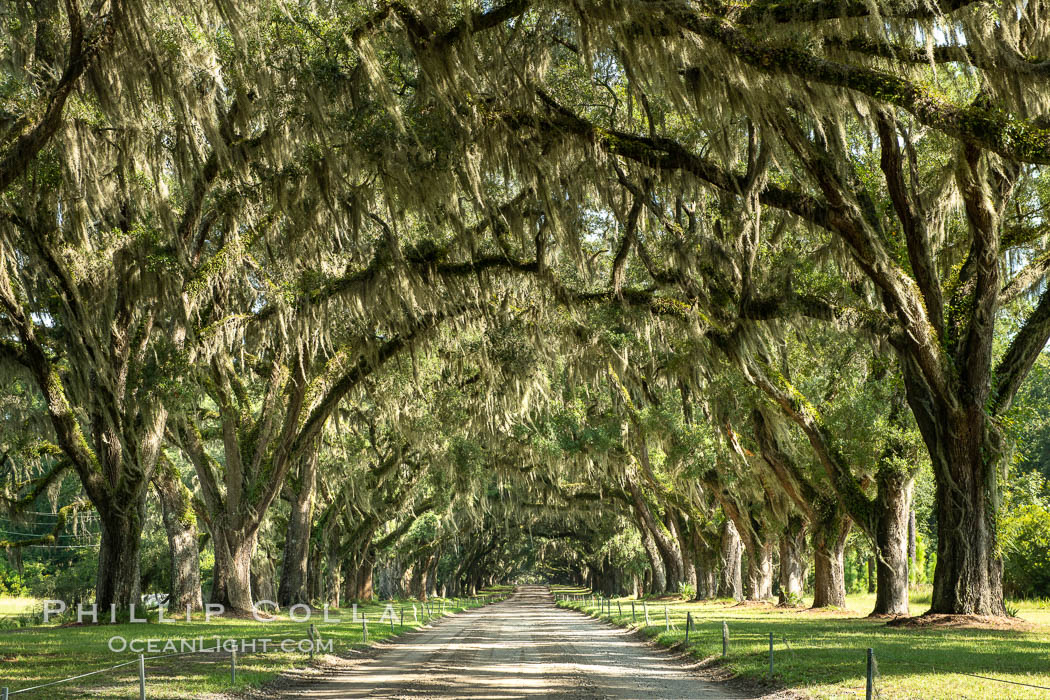 Southern Live Oaks form a long shaded Oak Alley at Wormsloe Plantation, Savannah, Georgia. Wormsloe State Historic Site. USA, Quercus virginiana, natural history stock photograph, photo id 37384
