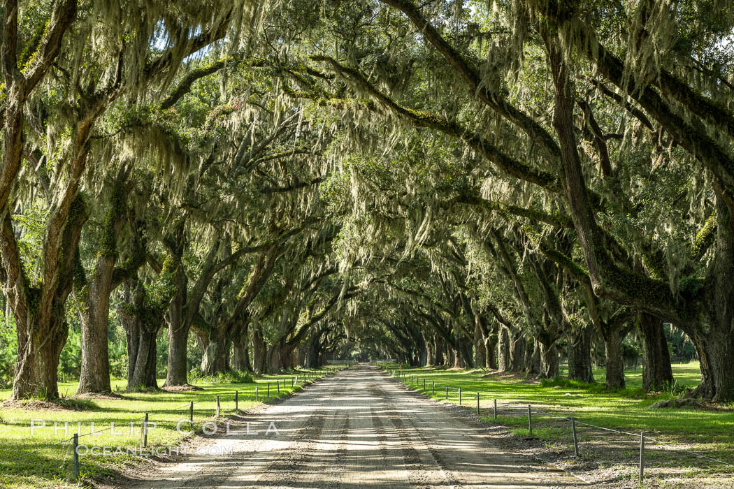 Southern Live Oaks form a long shaded Oak Alley at Wormsloe Plantation, Savannah, Georgia. Wormsloe State Historic Site. USA, Quercus virginiana, natural history stock photograph, photo id 37388