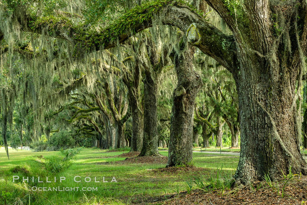 Southern Live Oaks form a long shaded Oak Alley at Wormsloe Plantation, Savannah, Georgia. Wormsloe State Historic Site. USA, Quercus virginiana, natural history stock photograph, photo id 37392