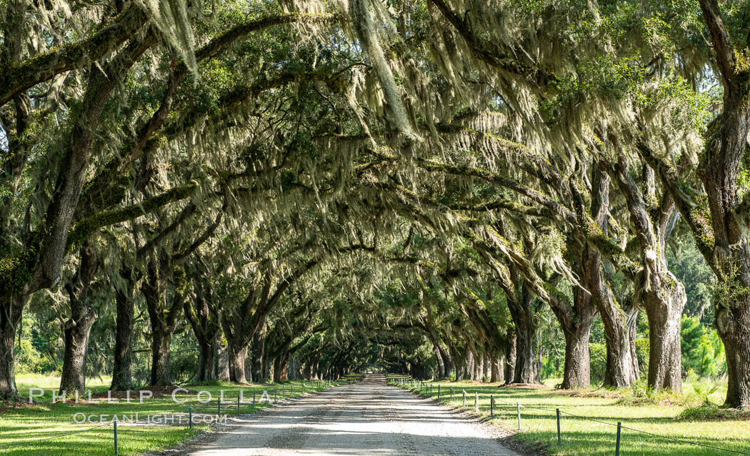 Southern Live Oaks form a long shaded Oak Alley at Wormsloe Plantation, Savannah, Georgia. Wormsloe State Historic Site. USA, Quercus virginiana, natural history stock photograph, photo id 37383