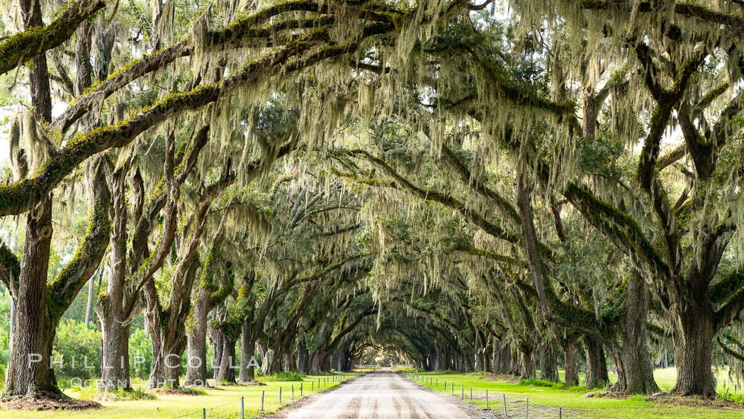 Southern Live Oaks form a long shaded Oak Alley at Wormsloe Plantation, Savannah, Georgia. Wormsloe State Historic Site. USA, Quercus virginiana, natural history stock photograph, photo id 37387