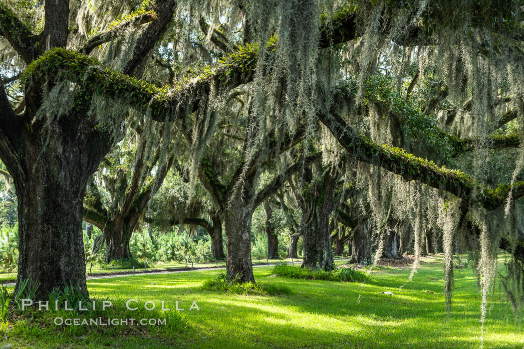 Southern Live Oaks form a long shaded Oak Alley at Wormsloe Plantation, Savannah, Georgia. Wormsloe State Historic Site Southern Live Oaks form a long shaded Oak Alley at Wormsloe Plantation, Savannah, Georgia. Wormsloe State Historic Site