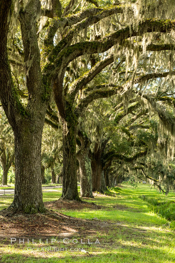 Southern Live Oaks form a long shaded Oak Alley at Wormsloe Plantation, Savannah, Georgia. Wormsloe State Historic Site. USA, Quercus virginiana, natural history stock photograph, photo id 37385