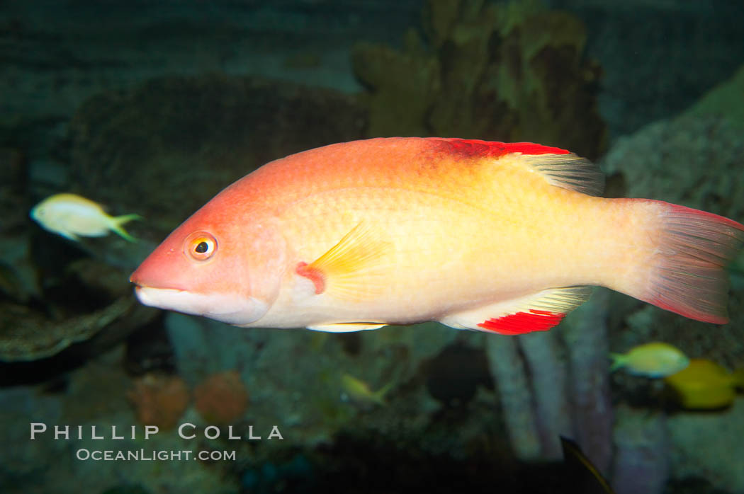 Unidentified wrasse fish., natural history stock photograph, photo id 12953