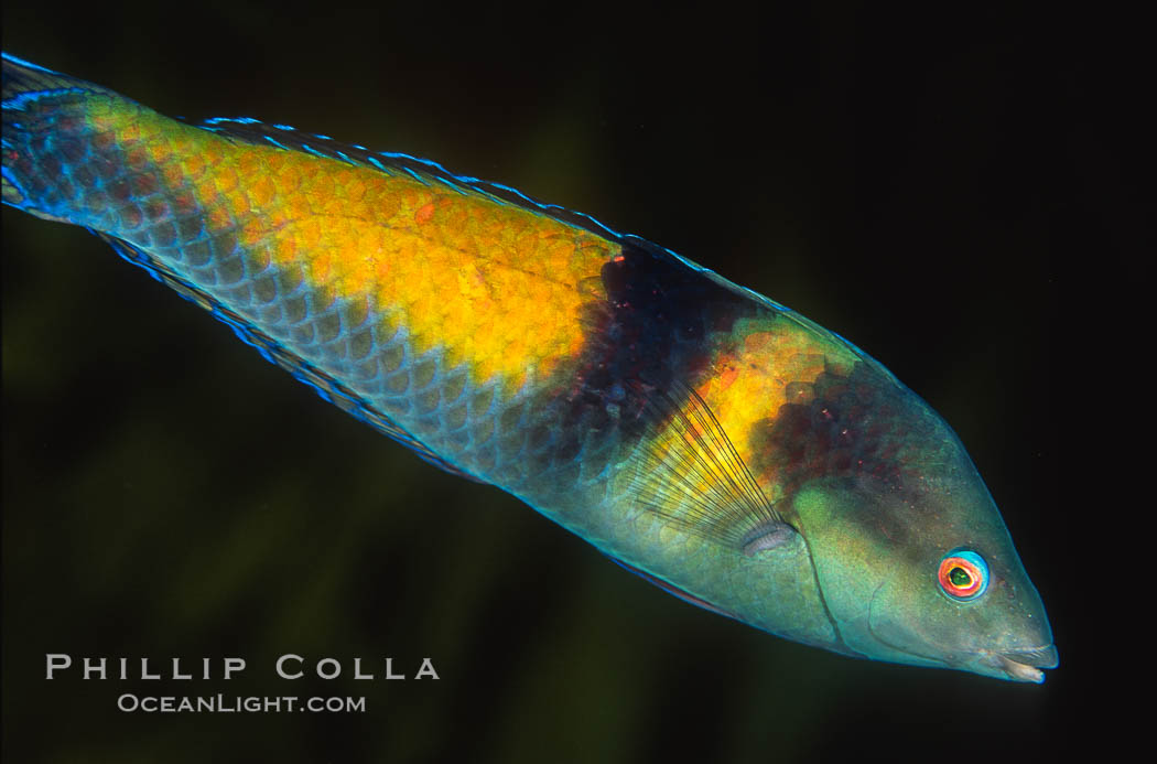 ?? wrasse. Guadalupe Island (Isla Guadalupe), Baja California, Mexico, natural history stock photograph, photo id 02402