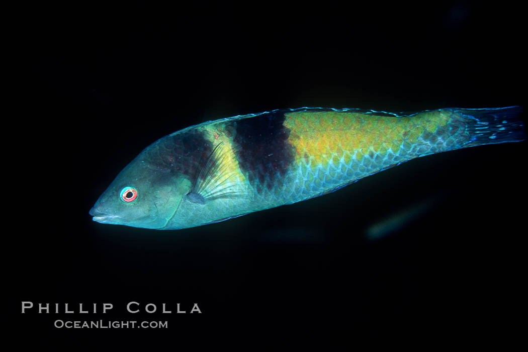 ?? wrasse. Guadalupe Island (Isla Guadalupe), Baja California, Mexico, natural history stock photograph, photo id 02401