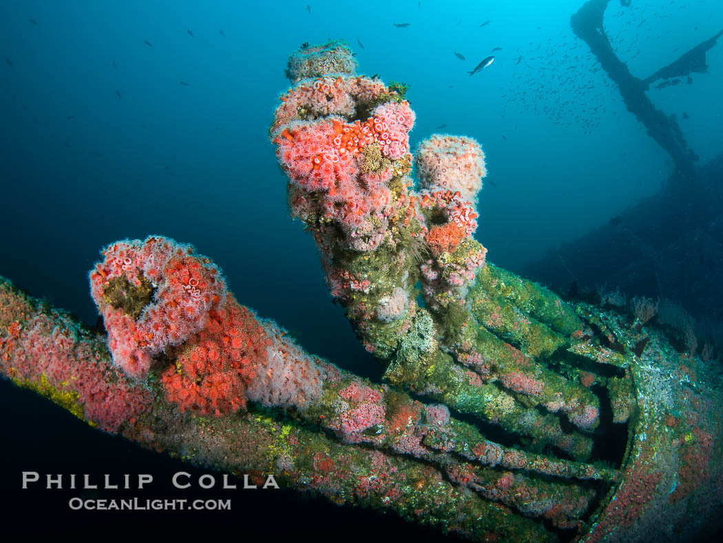 The Wreck of the HMCS Yukon in San Diego.  Deliberately sunk in 2000 as part of San Diego's Wreck Alley to form an artifical reef, the HMCS Yukon is a 366-foot-long former Canadian destroyer.  It is encrusted with a variety of invertebrate life, including Cornyactis anemones which provide much of the color seen here. California, USA, natural history stock photograph, photo id 39470