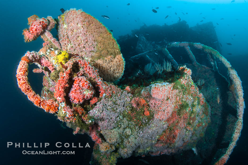 The Wreck of the HMCS Yukon in San Diego.  Deliberately sunk in 2000 as part of San Diego's Wreck Alley to form an artifical reef, the HMCS Yukon is a 366-foot-long former Canadian destroyer.  It is encrusted with a variety of invertebrate life, including Cornyactis anemones which provide much of the color seen here. California, USA, natural history stock photograph, photo id 39478