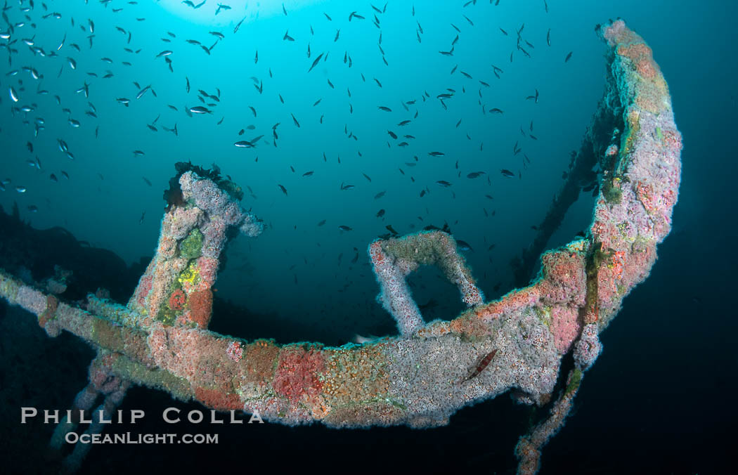 The Wreck of the HMCS Yukon in San Diego.  Deliberately sunk in 2000 as part of San Diego's Wreck Alley to form an artifical reef, the HMCS Yukon is a 366-foot-long former Canadian destroyer.  It is encrusted with a variety of invertebrate life, including Cornyactis anemones which provide much of the color seen here. California, USA, natural history stock photograph, photo id 39480