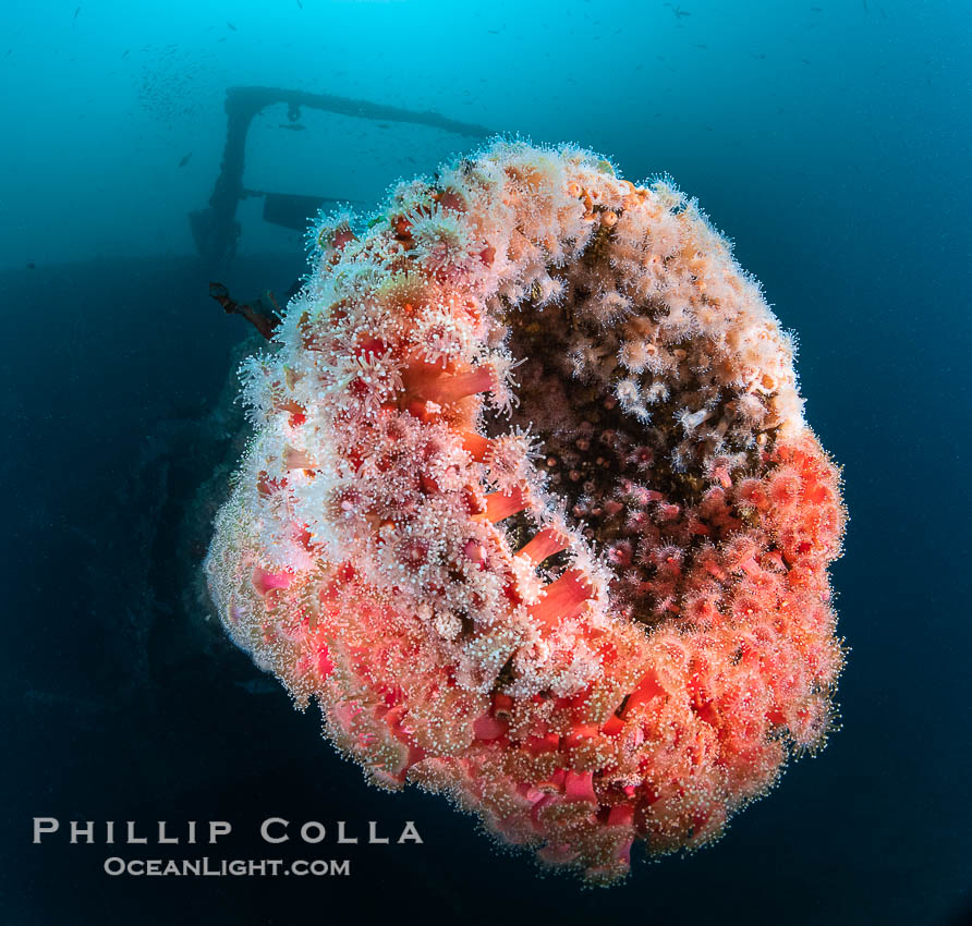 Corynactis californica anemones carpet substructure of the Wreck of the HMS Yukon in San Diego. The shipwrecks of Wreck Alley are a great place to see vast expanses of rainbow-hued Corynactis anemones.  Deliberately sunk in 2000 as part of San Diego's Wreck Alley to form an artifical reef, the HMS Yukon is a 366-foot-long former Canadian destroyer.  It is encrusted with a variety of invertebrate life, including Cornyactis anemones which provide much of the color seen here