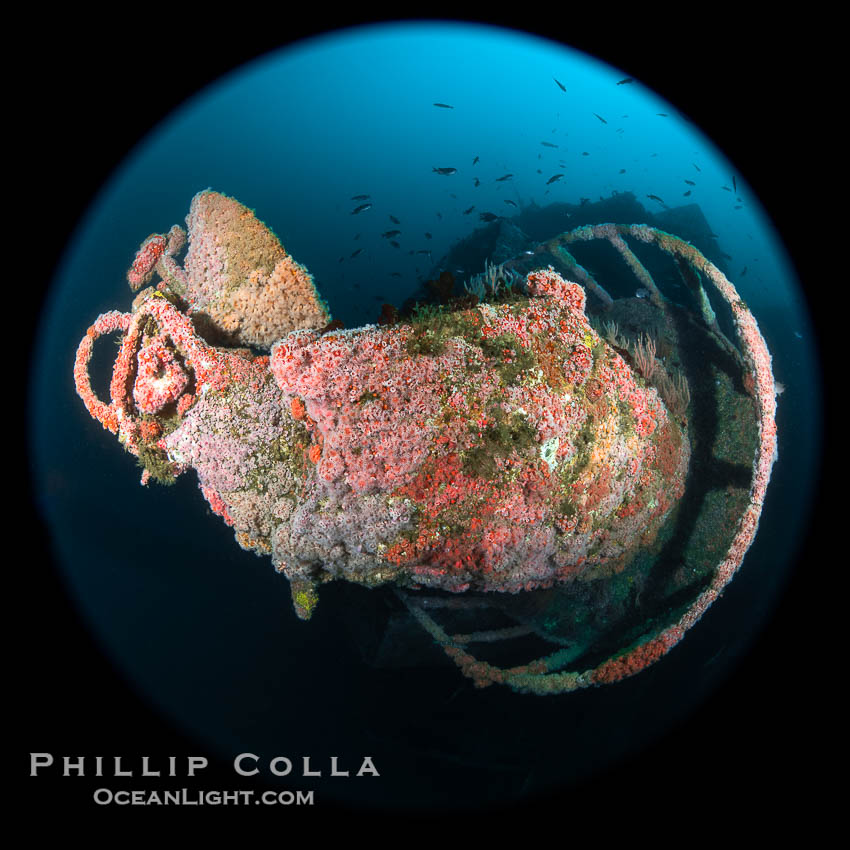 The Wreck of the HMCS Yukon in San Diego.  Deliberately sunk in 2000 as part of San Diego's Wreck Alley to form an artifical reef, the HMCS Yukon is a 366-foot-long former Canadian destroyer.  It is encrusted with a variety of invertebrate life, including Cornyactis anemones which provide much of the color seen here. California, USA, natural history stock photograph, photo id 39479