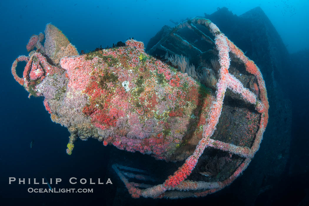 The Wreck of the HMCS Yukon in San Diego.  Deliberately sunk in 2000 as part of San Diego's Wreck Alley to form an artifical reef, the HMCS Yukon is a 366-foot-long former Canadian destroyer.  It is encrusted with a variety of invertebrate life, including Cornyactis anemones which provide much of the color seen here. California, USA, natural history stock photograph, photo id 39473