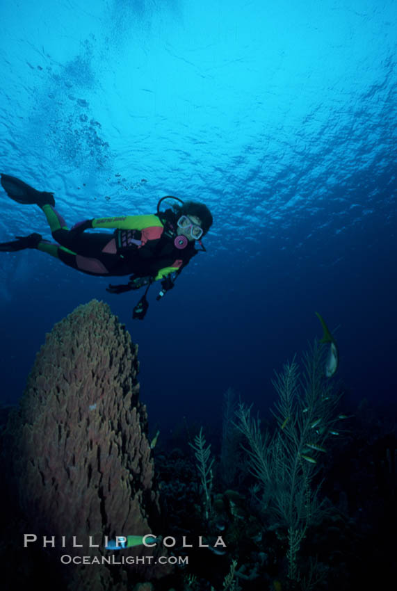 Diver and barrel sponge. Roatan, Honduras, Xestospongia muta, natural history stock photograph, photo id 01117