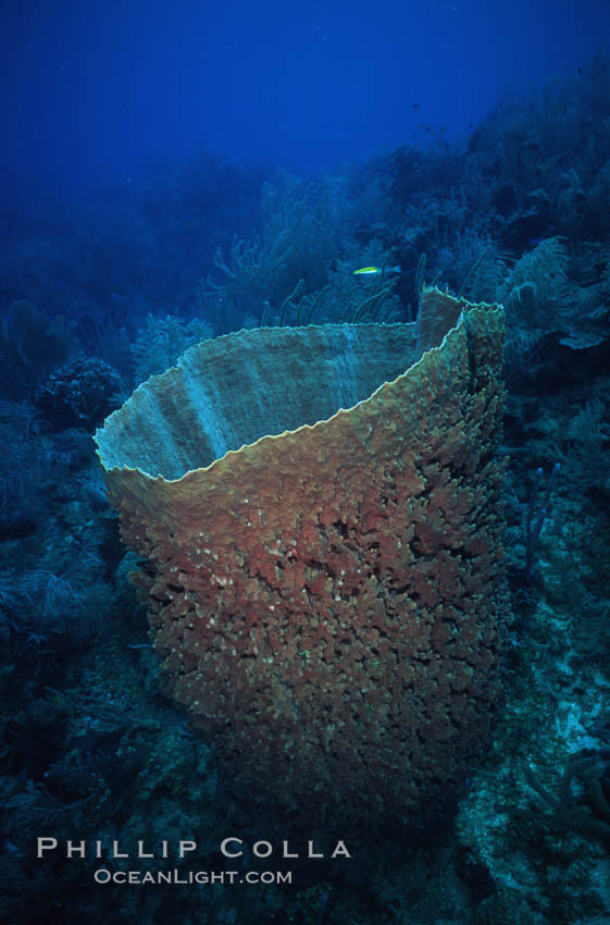 Barrel sponge. Roatan, Honduras, Xestospongia muta, natural history stock photograph, photo id 04605
